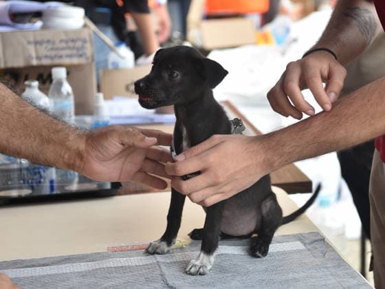 CARACAS, VENEZUELA - JULY 02: A veterinary volunteer treats a stray dog at a relief point located in the main campus of the Central University of Venezuela, known as the University City of Caracas, on July 2, 2026 in Caracas, Venezuela. The relief point has established a clinic to treat stray pets following the earthquake and accepts donations of pet food and cages.  Copyright: xChinaxNewsxServicex 111652033600