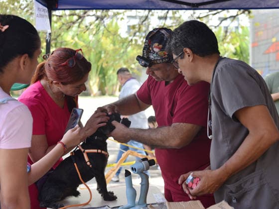 CARACAS, VENEZUELA - JULY 02: A veterinary volunteer treats a stray dog at a relief point located in the main campus of the Central University of Venezuela on July 2, 2026 in Caracas, Venezuela. The relief point has established a clinic to treat stray pets following the earthquake and accepts pet food and cages.  Copyright: xChinaxNewsxServicex 111652033608