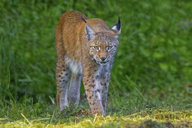 Creative Highlights World Eurasischer Luchs, Nordluchs (Lynx lynx lynx) auf der Jagd in Grasland und auf einer Wiese am Waldrand Eurasian lynx, Northern lynx (Lynx lynx lynx) hunting in grassland, meadow at edge of forest Copyright: imageBROKER alimdix xArterra ibltsm18157985.jpg