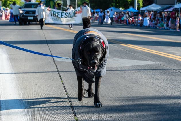 July 4, 2026, Provo, Utah, USA: A black dog wearing a costume walks on a leash down the street ahead of a banner for Treeside Charter School during America s Freedom Festival Grand Parade in Provo, Utah, Saturday, July 4, 2026. The annual Independence Day event features expanded programming to honor the 250th anniversary of United States independence. Provo USA - ZUMAm292 20260704_znp_m292_134 Copyright: xCharlesxMcClintockxWilsonx