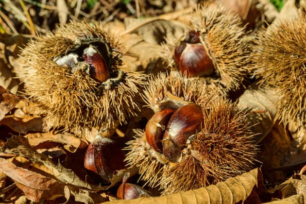 Fresh chestnuts in spiky burrs on autumn leaves in South Tyrol, ANSF01736