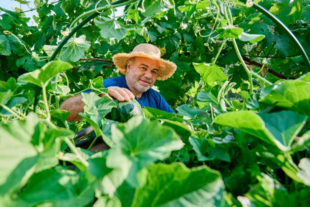 Smiling gardener harvesting watermelon in an outdoor backyard model released, Symbolfoto, CATF01043