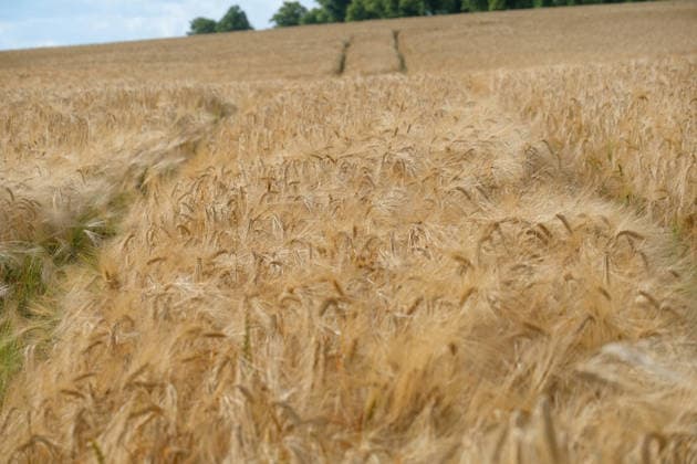 Gruenes Gerstenfeld in Hohnstedt im Landkreis Northeim im Bundesland Niedersachsen. Gerstenfeld in der Getreideernte *** A green barley field in Hohnstedt, in the Northeim district of the state of Lower Saxony; a barley field during the grain harvest