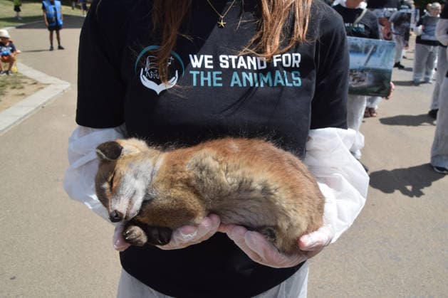 July 5, 2026, London, England, United Kingdom: An animal rights activist holds a dead fox next to the Wellington Arch at Hyde Park Corner during a vigil by the group We Stand For The Animals for the billions of animals exploited, abused and killed by humans for food, clothing, entertainment and other areas of human activity. The activists held pictures of various species as well as bodies of real animals, who died of natural causes, in remembrance of animals worldwide and in protest against speciesism. London United Kingdom  - ZUMAv130 20260705_zip_v130_012 Copyright: xVukxValcicx