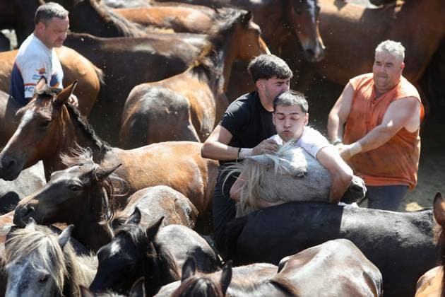 La Rapa das Bestas Celebration 2026 A Rapa das Bestas Celebration, on July 5, 2026, in Sabucedo, Pontevedra, Galicia, Spain. A Rapa das Bestas is an ancient Galician festival that involves capturing wild horses in the mountains, driving them into a fenced enclosure, and cutting their manes to deworm and care for them. It is a ritual of strength and tradition that symbolizes the coexistence of humans and nature, celebrated primarily in Sabucedo. JULY 5, 2026 Sabucedo, Pontevedra, Galicia, Sabucedo, Pontevedra, Galicia, Spain  Copyright: xCarlosxCastrox 7646524