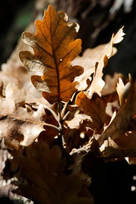 Puy Sainte Reparde , Frankreich , Provence, 29.09.2025 Chateau la Coste Verwellktes Eichenblätter im Herbst mit brauner Färbung an einer Eiche im Park *** Puy Sainte Reparde, France, Provence, September 29, 2025, Château la Coste: Withered oak leaves in autumn, turning brown, on an oak tree in the park