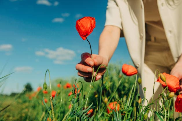 Woman holds a red poppy in a green meadow under a blue sky model released, Symbolfoto, VSNF05041