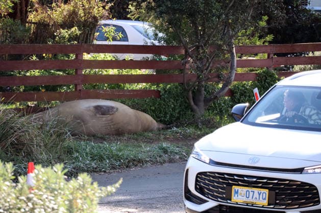 NEIL THE SEAL, A general view of Neil the seal, a 1,000-kilogram elephant seal who returns to southern Tasmania twice a year, in Tasmania, Australia, Monday, July 6, 2026. ( NO ARCHIVING TASMANIA TAS Australia  Copyright: xETHANxJAMESx 20260706117553418906