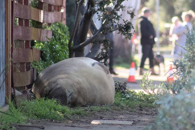 NEIL THE SEAL, A general view of Neil the seal, a 1,000-kilogram elephant seal who returns to southern Tasmania twice a year, in Tasmania, Australia, Monday, July 6, 2026. ( NO ARCHIVING TASMANIA TAS Australia  Copyright: xETHANxJAMESx 20260706152570226140