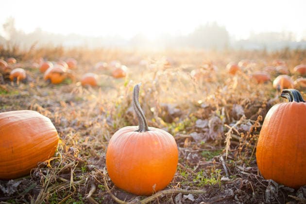 Pumpkins in a patch during golden hour Surrey, British Columbia, Canada CR_JDIP260701-2073428-01