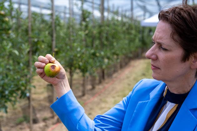 Einsatz Künstlicher Intelligenz in der Landwirtschaft. Im Bild die Ministerin für Landwirtschaft und Verbraucherschutz des Landes Nordrhein-Westfalen Silke Gorißen mit einem von der Sonne bereits verbrannten unreifen Apfel. Im Rahmen der Tour Starke Zukunft in Nordrhein-Westfalen: KI in Landwirtschaft und Wald besuchte die Ministerin auf ihrer vierten Station das Zukunftslabor der Agrar-, Ernährungs- und Ingenieurwissenschaftlichen Fakultät der Universität Bonn (AEI) auf dem Campus Klein-Altendorf in Rheinbach. *** The Use of Artificial Intelligence in Agriculture Pictured here is Silke Gorißen, Minister of Agriculture and Consumer Protection for the State of North Rhine-Westphalia, holding an unripe apple that has already be