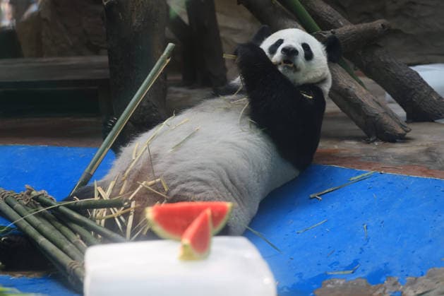 CHENGDU, CHINA - JULY 08: A giant panda eats bamboo beside an ice block to cool down at Chengdu Zoo on July 8, 2026 in Chengdu, Sichuan Province of China. The Chengdu Zoo has taken various measures to help animals beat the summer heat.  Copyright: xChinaxNewsxServicex 111653056939