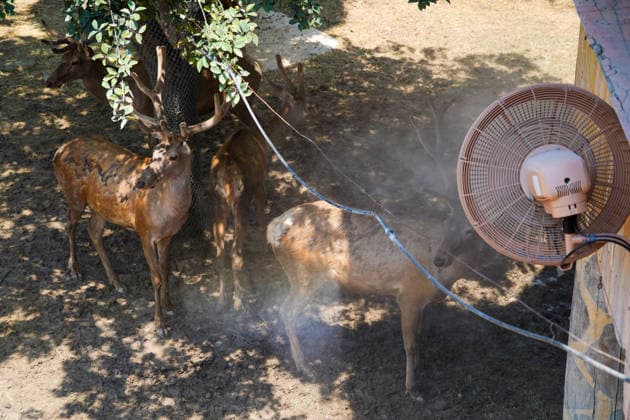 ZHENGZHOU, CHINA - JULY 08: A red deer cools down near a water spray facility as the zoo provides ice blocks and fruits to help animals beat the heat on July 8, 2026 in Zhengzhou, Henan Province of China. The Zhengzhou Yinji Animal Kingdom has prepared various cooling measures according to different animal habits as high temperatures continue in the region.  Copyright: xChinaxNewsxServicex 111653083780
