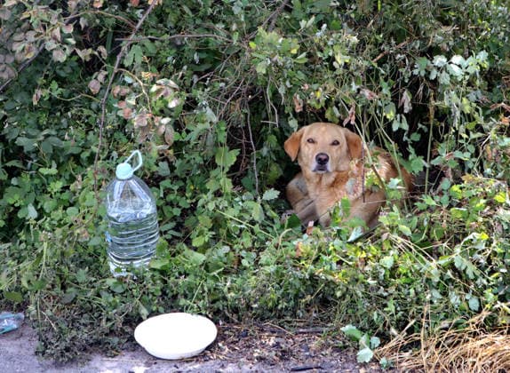 RECORD DATE NOT STATED A dog sits in bushes in Vyshneve, Kyiv region, Ukraine, on July 7, 2026, after the town sustained extensive destruction in the overnight Russian attack of July 6. Russian forces launched a massive attack on Kyiv and the surrounding region using various types of missiles and attack drones. According to the State Emergency Service of Ukraine, seven people were killed in Vyshneve. Residential development on five streets was completely destroyed, while warehouses and businesses sustained damage. More than 600 local residents were evacuated because of the risk posed by unexploded ordnance (Photo by Volodymyr Tarasov Ukrinform) Aftermath of Russian attack and secondary explosions cleared in Vyshneve  Copyright: xVolodymyrxTarasovx
