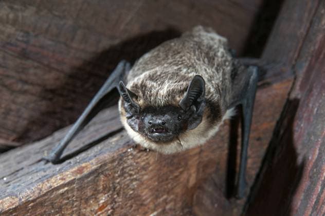 leather-winged bat, parti-coloured bat, vespertilio murinus, zweifarbfledermaus, bats, chiroptera, fledermäuse, mammals, säugetiere Leather-winged bat, parti-coloured bat, vespertilio murinus, bicolor bat, chiroptera, bats, mammals, mammals Copyright: imageBROKER FrankxLeo ibxfkl18269582.jpg