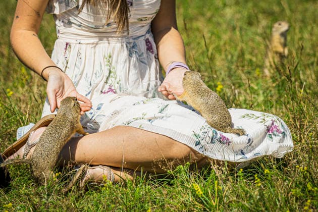 The Radouc Site of European Importance in Mlada Boleslav, pictured on July 9, 2026, is home to a colony of the critically endangered European Ground Squirrel, Spermophilus citellus, estimated at 350 individuals; it is one of 40 locations in the Czech Republic where the European ground squirrel still occurs. It differs from other known sites in the Czech Republic primarily in that it is immediately adjacent to an urban housing development. Frequent contact with people causes the ground squirrels to alter their natural behavior, losing their shyness and instinct for self-preservation. (CTKxPhoto RadekxPetrasek) CTKPhotoP2026070904299  CTKPhotoP2026070904299