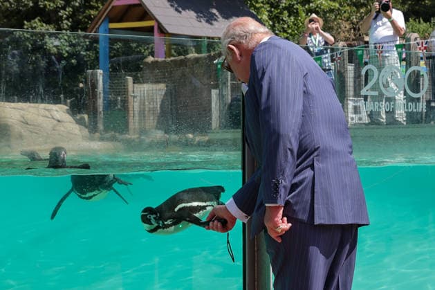 July 9, 2026, London, London, UK: London, UK. King Charles III holding a laser pointer to attract Humboldt penguins at Penguin Beach during a visit to London Zoo marking the 200th anniversary of the Zoological Society of London. London UK  - ZUMAl94_ 20260709_zaf_l94_018 Copyright: xDinendraxHariax