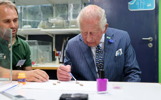 The King marks a snail with purple Snail Varnish used to mark the shells of sn The King marks a snail with purple Snail Varnish used to mark the shells of snails before they are released during a visit to celebrate ZSL London Zoo™s 200th anniversary, Credit:Avalon.red PA ROTA - B68 Avalon  Copyright: xAvalon.redx xPAxROTAx-xB68x xAvalonx 1115490053