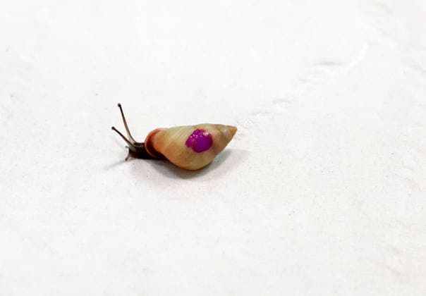 The King marks a snail with purple Snail Varnish used to mark the shells of sn The King marks a snail with purple Snail Varnish used to mark the shells of snails before they are released during a visit to celebrate ZSL London Zoo™s 200th anniversary, Credit:Avalon.red PA ROTA - B68 Avalon  Copyright: xAvalon.redx xPAxROTAx-xB68x xAvalonx 1115490079