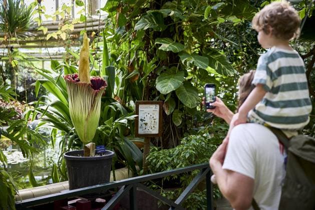 ROTTERDAM - Visitors look at a rare giant penis plant in bloom at Blijdorp Zoo. The plant, which is actually called the Sumatran giant arum, last bloomed in 2023 and before that in 1963. MATHIJS BOTS ANP netherlands out - belgium out  Copyright: xx x563206694x originalFilename: 563206694.jpg