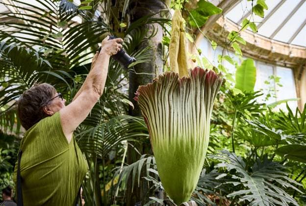 ROTTERDAM - A visitor photographs a rare giant penis plant in bloom at Blijdorp Zoo. The plant, actually called the Sumatran giant arum, last bloomed in 2023 and before that in 1963. MATHIJS BOTS ANP netherlands out - belgium out  Copyright: xx x563206730x originalFilename: 563206730.jpg