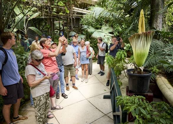 ROTTERDAM - Visitors look at a rare giant penis plant in bloom at Blijdorp Zoo. The plant, which is actually called the Sumatran giant arum, last bloomed in 2023 and before that in 1963. MATHIJS BOTS ANP netherlands out - belgium out  Copyright: xx x563206737x originalFilename: 563206737.jpg