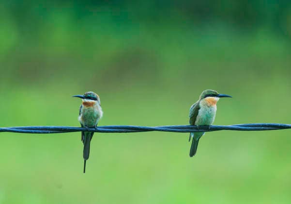 Green Bee-eaters perch on overhead wire in Assam s Bokakhat Golaghat Assam , Jul 09 (ANI): Green Bee-eaters perch on an overhead wire against a soft green backdrop, at Bokakhat, in Golaghat on Thursday. Golaghat Assam India Copyright: xANIx ANI_20260709071