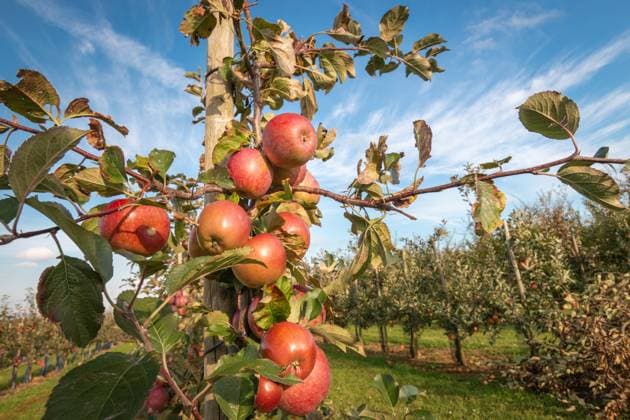 Rote, reife Äpfel, die an einem Ast hängen Bunch of delicious ripe red apples hanging from a tree branch in an apple orchard ready to be harvested (License=RF) Copyright: xZoonar.com FabianxMesebergx 25247523