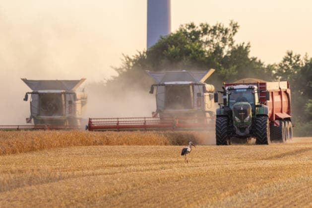 10.07.2026 - Gerste wird geerntet in den Abendstunden auf einem Feld bei Pasewalk. Ein Storch sucht Futter Uckerland Wilsickow Brandenburg Deutschland *** July 10, 2026 Barley is being harvested in the evening in a field near Pasewalk. A stork searches for food. Uckerland, Wilsickow, Brandenburg, Germany