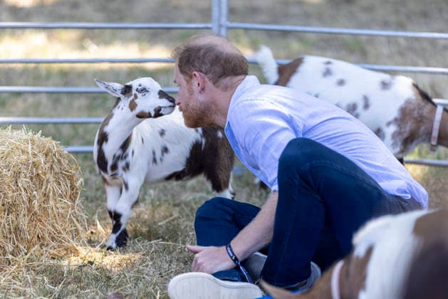 Prince Harry at Scotty s Summer Festival Prince Harry taking part in Goat Yoga Prince Harry taking part in Scotty s Summer Festival at Maxstoke Castle, Birmingham . Scotty s is a military bereavement charity that provides relief from the effects of grief for bereaved military children and young people who have experienced the death of a parent who served in the British Forces. 11 July 2026, Credit:Heathcliff O Malley for the Telegraph PA ROTA - B68 Avalon  Copyright: xHeathcliffxO MalleyxforxthexTelegraphx xPAxROTAx-xB68x xAvalonx 1115961906