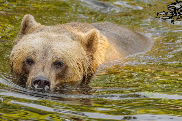 0R1A2705.jpg a big brown bear swims in the river. Selective focus, close-up (License=RF) Copyright: xZoonar.com OlenaxHuhnx 25114944