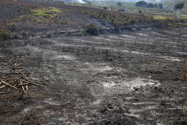 Wildfires continue on the Italian island of Sicily PALERMO, ITALY - JULY 11: Italian firefighters battle a wildfire that broke out in a maquis-shrubland area near the Partinico municipality of Palermo in Sicily, Italy on July 11, 2026. Firefighting teams intervened with ground crews, water-discharging aircraft, and helicopters to bring the blaze under control. Alberto Lo Bianco Anadolu Palermo Italy. Editorial use only. Please get in touch for any other usage.  Copyright: x2026xAnadoluxAlbertoxLoxBiancox