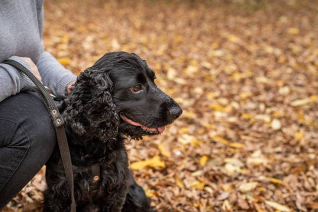 Ein schwarzer Cocker Spaniel sitzt mit seinem Besitzer draußen auf dem Herbstlaub Pet care concept. Cocker spaniel dog spending time together with the owner outdoors (License=RF) Copyright: xZoonar.com IlonaxShorokhovax 25271067