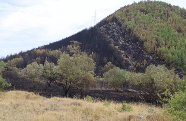 The morning after a major wildfire breaks out on Korcula Island between Smokvica and Blato The morning after a major wildfire breaks out on Korcula Island. When the rain stopped, the extent of the big fire came to light. Firefighters on the ground, with the help of the air force, repair the fires wherever possible. Burnt olive groves, vineyards, orchards and farmhouses are frightening scenes on the island of Korcula, Croatia, on July 12 2026.  IvoxCagalj PIXSELL