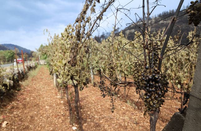 The morning after a major wildfire breaks out on Korcula Island between Smokvica and Blato The morning after a major wildfire breaks out on Korcula Island. When the rain stopped, the extent of the big fire came to light. Firefighters on the ground, with the help of the air force, repair the fires wherever possible. Burnt olive groves, vineyards, orchards and farmhouses are frightening scenes on the island of Korcula, Croatia, on July 12 2026.  IvoxCagalj PIXSELL