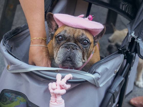 July 12, 2026, New York, New York, USA: A French Bulldog complete with beret at New York City s largest public Bastille Day celebration hosted by.L Alliance New York took place on Madison Ave with a massive block.party with gourmet and lifestyle vendors, classic Citroens, a dog parade and a .monumental street Goose Game. New York USA - ZUMAh156 20260712_znp_h156_001 Copyright: xMiloxHessx