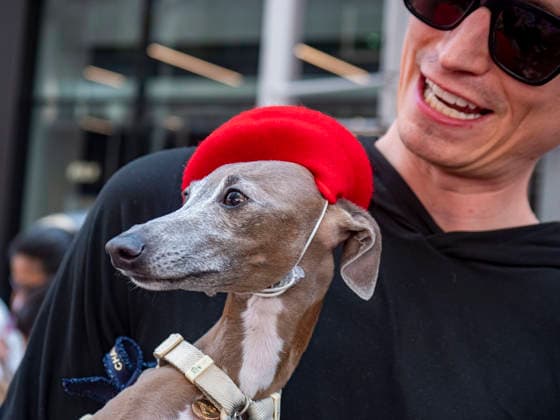 July 12, 2026, New York, New York, USA: An Italian Greyhound named Joan with beret at New York City s largest public Bastille Day celebration hosted by.L Alliance New York took place on Madison Ave with a massive block.party with gourmet and lifestyle vendors, classic Citroens, a dog parade and a .monumental street Goose Game. New York USA - ZUMAh156 20260712_znp_h156_003 Copyright: xMiloxHessx