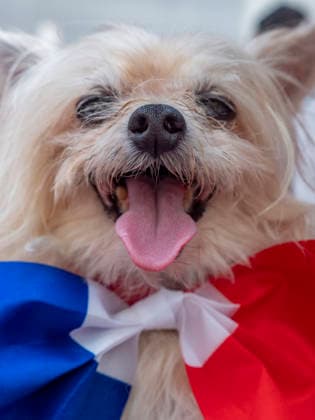 July 12, 2026, New York, New York, USA: A dog named Puccini wearing the French colors at New York City s largest public Bastille Day celebration hosted by.L Alliance New York took place on Madison Ave with a massive block.party with gourmet and lifestyle vendors, classic Citroens, a dog parade and a .monumental street Goose Game. New York USA - ZUMAh156 20260712_znp_h156_006 Copyright: xMiloxHessx