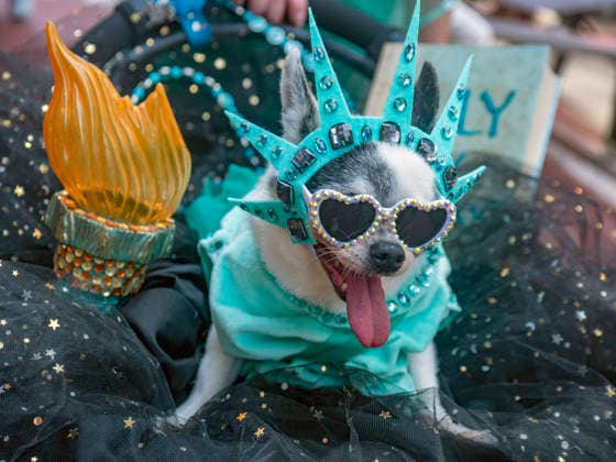 July 12, 2026, New York, New York, USA: A Chihuahua named Liberty was top dog at the Dog Parade at New York City s largest public Bastille Day celebration hosted by L Alliance New York took place on Madison Ave with a massive block party with gourmet and lifestyle vendors, classic Citroens, a dog parade and a monumental street Goose Game. New York USA - ZUMAh156 20260712_znp_h156_007 Copyright: xMiloxHessx