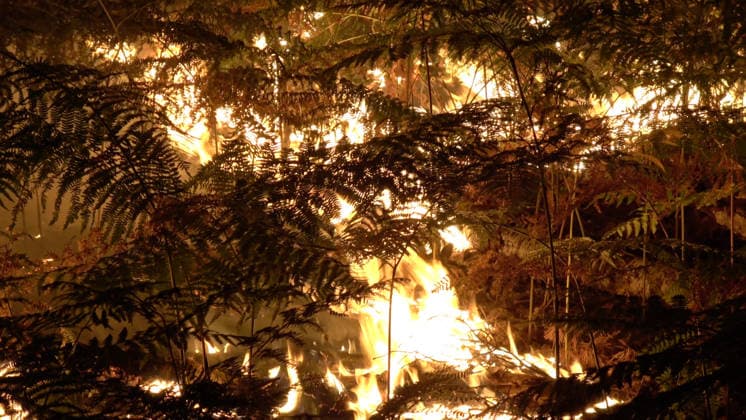 Firefighters Battle Exceptional Wildfire In Fontainebleau Forest - Le Vaudoue Firefighters battle an exceptionally large wildfire in the Fontainebleau Forest near the A6 motorway in Le Vaudoue, Seine-et-Marne, France on July 13, 2026, as more than 370 firefighters and 130 vehicles from the SDIS77 fire service work to contain multiple blazes described as very virulent, with two water-bombing aircraft dispatched as reinforcements from southern France, and several road diversions put in place on the A6 motorway. Photo by CLPress ABACAPRESS.COM Le Vaudoue France  Copyright: xCLPRESS ABACAx