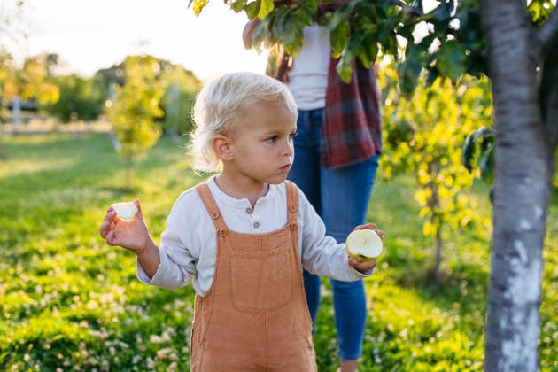 Happy little boy enjoying time outdoors, eating apple Happy little boy enjoying time outdoors, eating apple picked from tree. model released