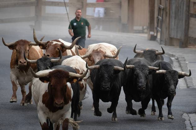 Fighting bulls from the ranch of Miura, stampede up Santo Domingo street in the beginning of the encierro or running-of-the-bulls in the Old City streets in Pamplona, northern Spain, during the Fiesta de San Fermin on Monday, July 13, 2026.  PAM2026071306 JimxHollander