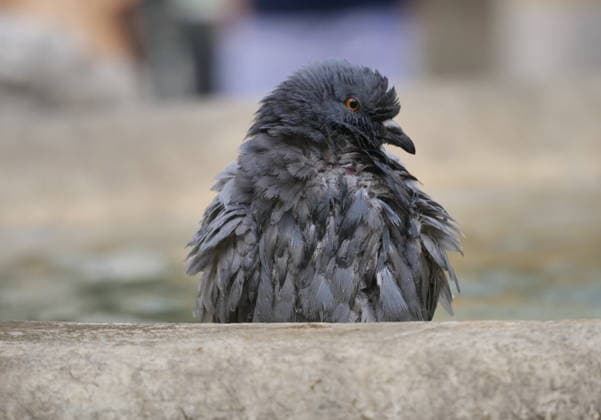 Entertainment Bilder des Tages News Bilder des Tages IPA86651623 - Record-breaking temperatures in Italy; pigeons cool off and quench their thirst at the Contarini Fountain in Upper Bergamo  Copyright: xLucaxPontix xLucaxPonti xIpaxagencyx 86651623
