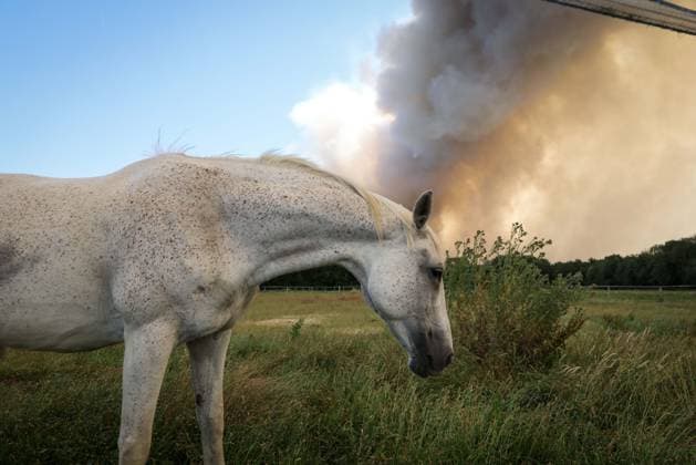 Fontainebleau, France le 13 juillet 2026 - Illustrations de l incendie qui a debute ce dimanche en foret de Fontainebleau - Illustrations of the fire that started this Sunday in the Fontainebleau forest Ici un cheval sous les fumees  Copyright: xSebastienxTOUBONx