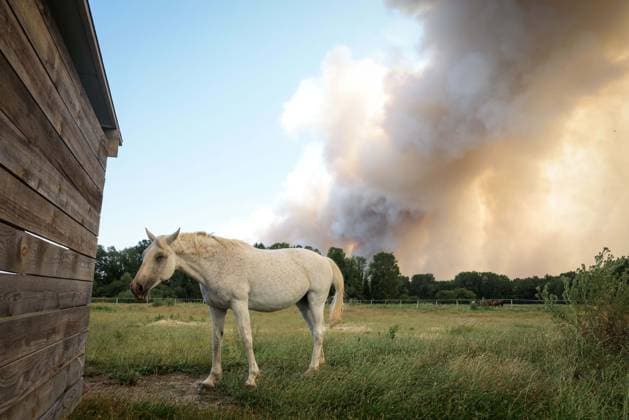Fontainebleau, France le 13 juillet 2026 - Illustrations de l incendie qui a debute ce dimanche en foret de Fontainebleau - Illustrations of the fire that started this Sunday in the Fontainebleau forest Ici un cheval sous les fumees  Copyright: xSebastienxTOUBONx