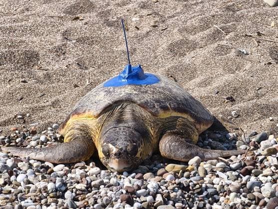 Entertainment Themen der Woche KW29 Entertainment Bilder des Tages Two loggerhead turtles released with satellite tracking devices in Antalya ANTALYA, TURKIYE - JULY 13: Two loggerhead sea turtles named Inci and Mercan are released into the sea after being fitted with satellite tracking devices as part of the Miner Turtle Research, Monitoring And Conservation of Sea Turtles Project in Antalya, Turkiye on July 13, 2026. Mustafa Karabiyik Anadolu Antalya Turkey. Editorial use only. Please get in touch for any other usage.  Copyright: x2026xAnadoluxMustafaxKarabiyikx