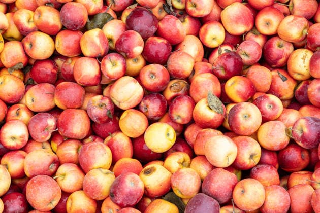frische bio rote äpfel hintergrund fresh organic red apples background (License=RF) Copyright: xZoonar.com AndresxVictorerox 25320489