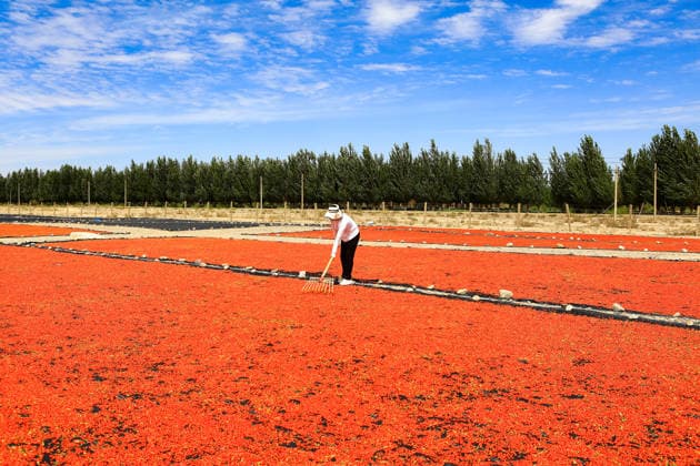 JIAYUGUAN, CHINA - JULY 12: A farmer seizes sunny weather to dry goji berries on July 12, 2026 in Jiayuguan, Gansu Province of China. The harvest season for goji berries has begun in the area located under the Qilian Mountains.  Copyright: xVCGx 111654164629