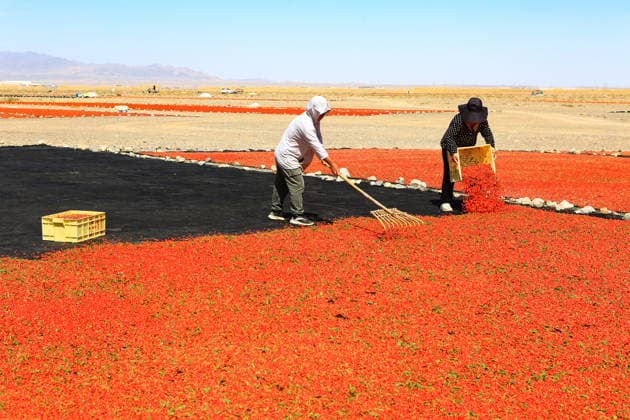 JIAYUGUAN, CHINA - JULY 12: Farmers seize sunny weather to dry goji berries on July 12, 2026 in Jiayuguan, Gansu Province of China. The harvest season for goji berries has begun in the area located under the Qilian Mountains.  Copyright: xVCGx 111654164621