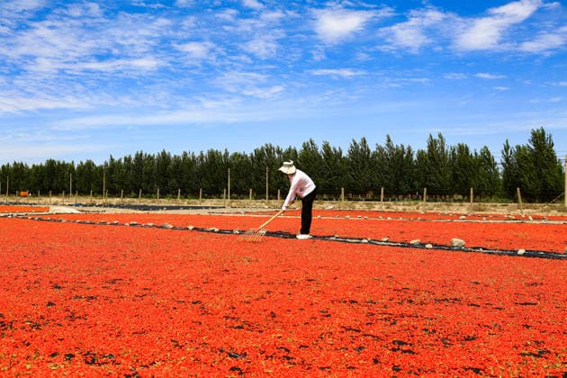 JIAYUGUAN, CHINA - JULY 12: A farmer seizes sunny weather to dry goji berries on July 12, 2026 in Jiayuguan, Gansu Province of China. The harvest season for goji berries has begun in the area located under the Qilian Mountains.  Copyright: xVCGx 111654164628